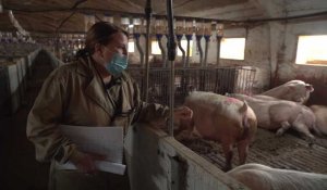 Espagne : les "macro-fermes", un modèle d'élevage au cœur d'un débat intense