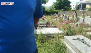 Nantes : les cimetières laissés à l'abandon ?