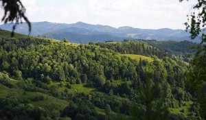 Exploitation forestière dans le poumon vert de l'Europe : les arbres de Roumanie en danger