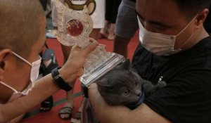 A Singapour, des bénédictions en chaîne pour des animaux domestiques