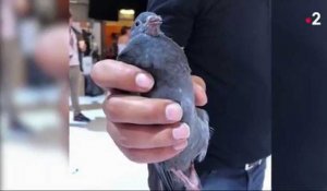 JT de France 2 : Julian Bugier donne des news du pigeon qui s'est incrusté dans son JT