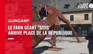 VIDEO. Sitis, le faon géant, s'installe à Guingamp
