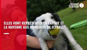 VIDÉO. Originaire des Pays de la Loire, elle va participer aux Mondiaux 2022 de flyball, un sport canin méconnu