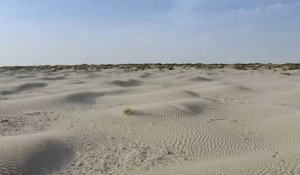 Espagne : la réserve naturelle de Doñana en Andalousie s'assèche dangereusement