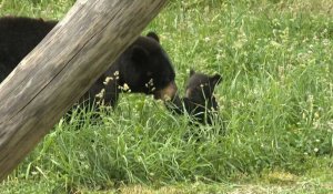 Deux oursonnes gambadent devant les visiteurs d'un parc en Moselle