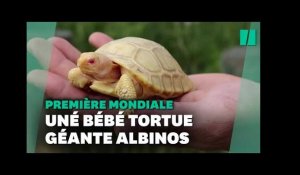 Une tortue géante des Galapagos albinos nait dans un zoo Suisse, une première mondiale