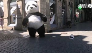 VIDÉO. Un panda géant danse dans les rues de Quimper 