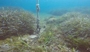 Environnement: des ancrages écologiques pour préserver la posidonie, "poumon de la Méditerranée"