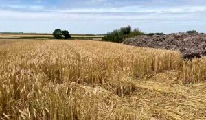 Ce mercredi 13 juillet, à Quelmes, un incendie dans un tas de fumier menace de gagner un champ de blé.