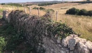 Patrimoine bâti : un muret agricole sorti de l’oubli à Wimereux