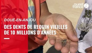 VIDÉO. Doué-en-Anjou : Dans cette commune, des dents d’un requin vieux de 10 millions d’années ont été trouvées