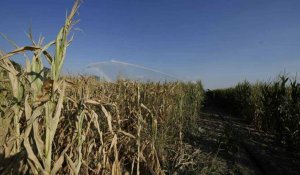 Au Portugal et en Roumanie, la sécheresse détruit les récoltes
