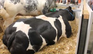 Foire de Libramont: des vaches impressionnantes de plus d'une tonne participent aux concours