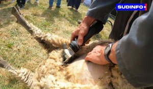 Les moutons tondus à la Foire agricole de Libramont