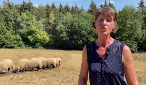 Les moutons Bleu du Maine dans les starting-blocks pour la Foire de Sedan