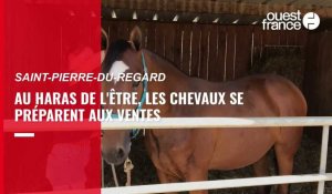 Orne. Toilettages, musculation, soins … Ces chevaux se préparent aux ventes de yearlings à Deauville 