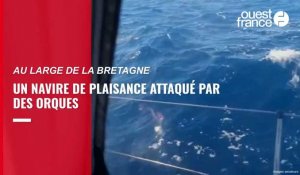 VIDÉO. Un voilier attaqué par des orques au large de la Bretagne