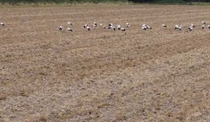 Mardi, dans un champ à Blaringhem, ont été vues 72 cigognes. 