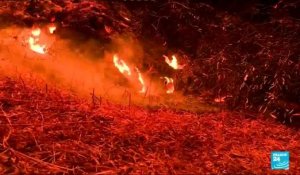 Incendies en Algérie : lourd bilan humain et des feux toujours en cours