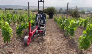 Le robot qui désherbe les vignes
