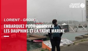 VIDÉO.  Au départ de Lorient, embarquez pour observer les dauphins et la faune marine au large de Groix
