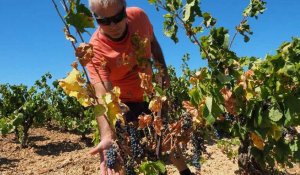Face au changement climatique, la filière vin en pleine maturation