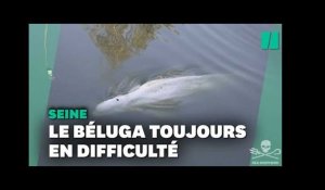 Béluga dans la Seine : pourquoi l’animal n’est pas extrait