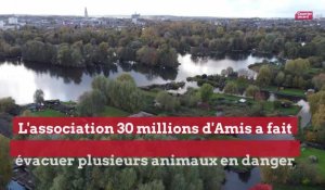 Une plainte déposée par 30 millions d'Amis après le sauvetage d'animaux en danger  dans les Hortillonnages d'Amiens