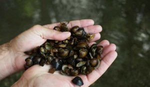 Environnement: la corbicule, la palourde invasive qui filtre la Loire à outrance