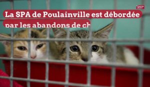 Poulaiville: SPA débordée par les abandons de chatons