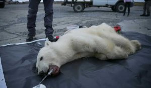 Russie: sauvetage d'une ourse polaire avec une canette coincée dans la bouche