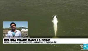Béluga dans la Seine: 'Une opération d'extraction se prépare'