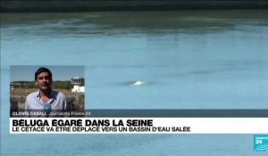Béluga dans la Seine: Une opération sera tentée dans la soirée pour l'extraire