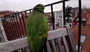 Coco sur la terrasse d'une voisine (4)