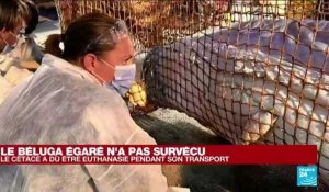 France : le béluga égaré est mort malgré une vaste opération de sauvetage