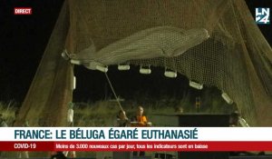 Le béluga égaré dans la Seine est mort lors de son transport vers le littoral