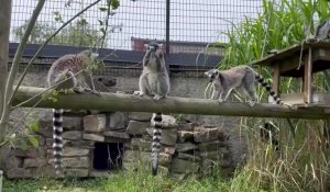 Des lémuriens du zoo du Bassin d’Arcachon accueillis au zoo de Maubeuge