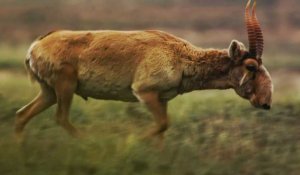 Kazakhstan: des antilopes saïgas, espèce emblématique en danger critique d'extinction