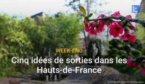 Cinq idées de sorties dans les Hauts-de-France