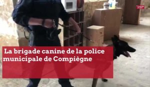 La brigade canine de la police municipale de Compiègne spécialisée dans les stupéfiants