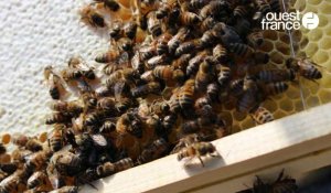 VIDÉO. Près de Rennes : installation de ruches chez des particuliers 