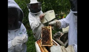 Le Parc naturel régional de l'Avesnois prélève des abeilles chez les apiculteurs