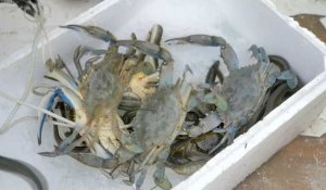 Crabe bleu : invasion biologique en Méditerranée