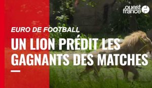 VIDÉO. Euro 2021 : le lion Boy prédit une victoire de la France face à la Hongrie