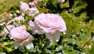 Fontaine-Chaalis. Les Journées de la Rose sont de  retour dans les jardins de l'abbaye