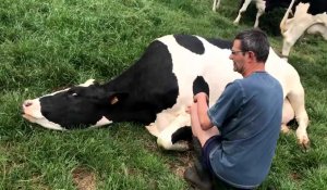 Jean-Marc Burette aime ses vaches a Fleurbaix