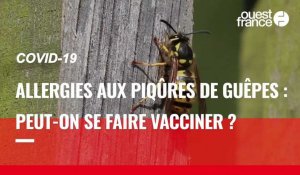 VIDÉO. Allergies aux piqûres d’abeilles et de guêpes : peut-on se faire vacciner contre le Covid-19 ?