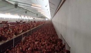 Une exploitation de 12 000 poules (bientôt en plein air) à Boiry-Saint-Martin, près d'Arras