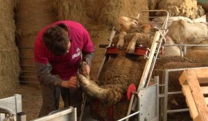 Ovinpiades : Concours du meilleur jeune berger des Hauts-de-France
