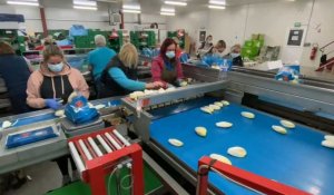 Hauts-de-France : les producteurs d’endives sont en crise et tirent la sonnette d’alarme 